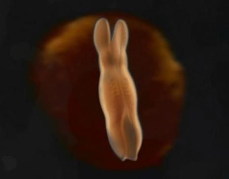 胚芽3D效果图