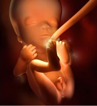怀孕12周的男胎儿3D效果图